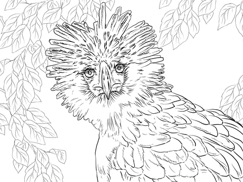 Philippine Eagle Portrait Coloring Page